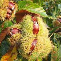 Саженцы каштана cъедобного (Castanea sativa)