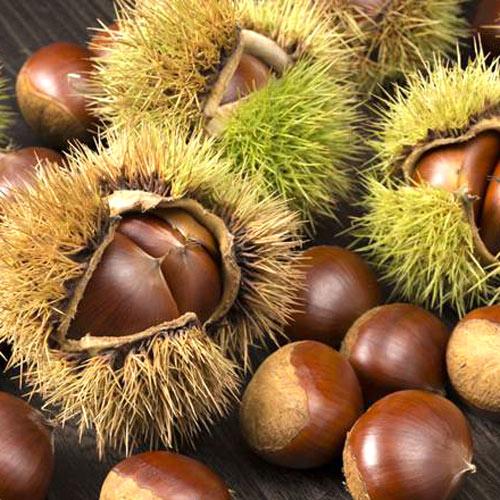 Саджанці каштану їстівного Американського (Castanea dentata)