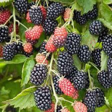 Ожина " Лох Мері" (середньо-рання), фото 1