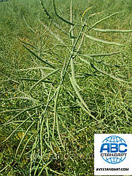 Топ Продажів на весні 2020 року. Насіння ярого ріпаку Сіріус 85-95 днів. Врожайний ріпак 40-45ц/га, олійність 47%, 155см, стійкий до посухи, морозів та хвороб Сіріус.