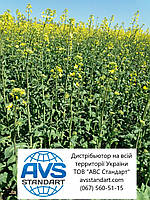 Насіння ярого ріпаку Аксель 85-95 днів. Без ГМО. 1,5млн/штук, фото 8