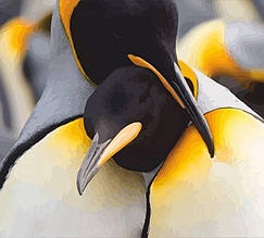 Набір-стандарт акрилова живопис за номерами "Пара пінгвінів" 35х45см ROSA START