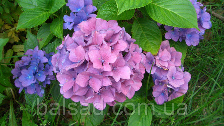 Гортензія крупнолиста Букет Роуз / Р12 / Bouquet Rose, фото 3