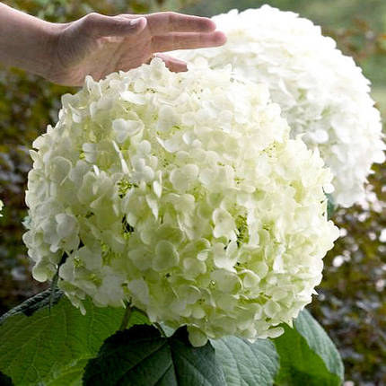 Гортензія Стронг Аннабель / С7,5 / Hydrangea Strong Annabellе, фото 2