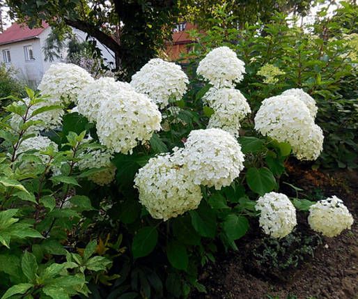 Гортензія Стронг Аннабель / С7,5 / Hydrangea Strong Annabellе, фото 2