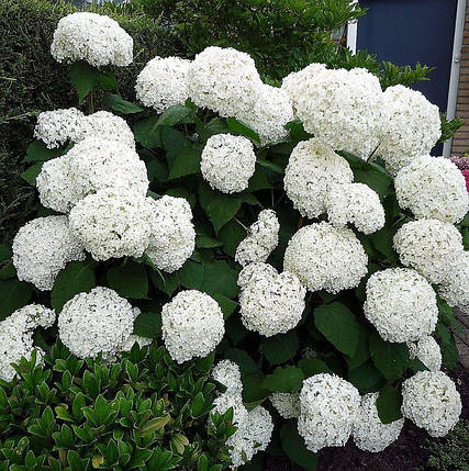 Гортензія Стронг Аннабель / С7,5 / Hydrangea Strong Annabellе, фото 2