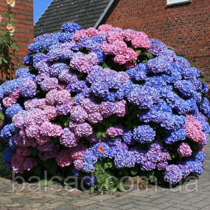 Гортензія крупнолиста Букет Роуз / Р12 / Bouquet Rose, фото 1