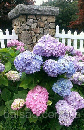 Гортензія крупнолиста Букет Роуз / Р12 / Bouquet Rose, фото 4