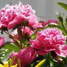 Півонія рожева