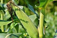 Гибрид кукурузы ОСТРО ФАО 290 Mirasol Seed (OSTRO FAO 290)