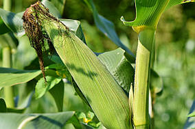 Гібрид кукурудзи ОСТРО ФАО 290 Mirasol Seed (OSTRO FAO 290)