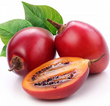 Саджанці тамарило або томатне дерево (Solanum betaceum)