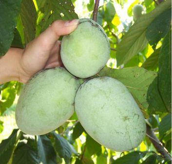 Саджанці азимины трилопатевою Трилоба (бананове дерево) - 2-х річний саджанець