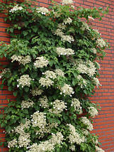 Гортензія черешкова Петіоларіс / h 60-90 / Hydrangea Petiolaris, фото 6
