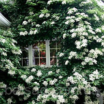 Гортензія черешкова Петіоларіс / h 60-90 / Hydrangea Petiolaris, фото 4