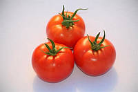 Семена томата S.C. 2121 ультраранний BT TOHUM, 10гр