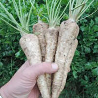 Петрушка коренева Цукрова 2 г, насіння Яскрава, фото 1