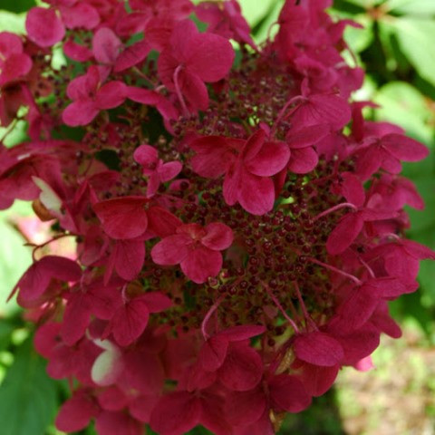 Гортензія метильчаста Вімс Ред (Hydrangea paniculata Wim's Red) 7,5 л