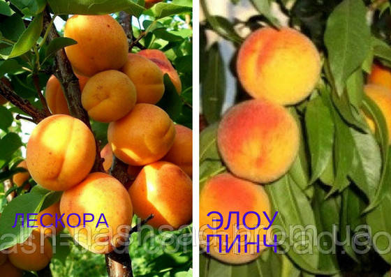 Саджанець абрикоса Лескора + персик Эллоу Пінч