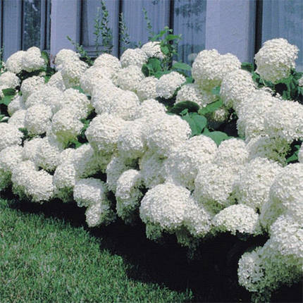 Гортензія деревоподібна Аннабель / ​​​​​С5 / Hydrangea Annabelle, фото 2