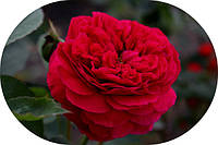 Англійські троянди