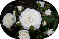 Ґрунтопокривні троянди