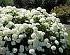 Гортензія деревоподібна Аннабель / Р14 / Hydrangea Annabelle, фото 11