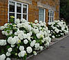 Гортензія деревоподібна Аннабель / Р14 / Hydrangea Annabelle, фото 9