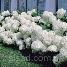 Гортензія деревоподібна Аннабель / Р14 / Hydrangea Annabelle, фото 4