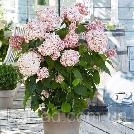 Гортензія Кендібел Маршмеллоу / Hydrangea Marshmallow, фото 3