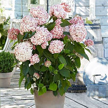 Гортензія Кендібелле Баблгам / Р12 / Candybelle Bubblegum