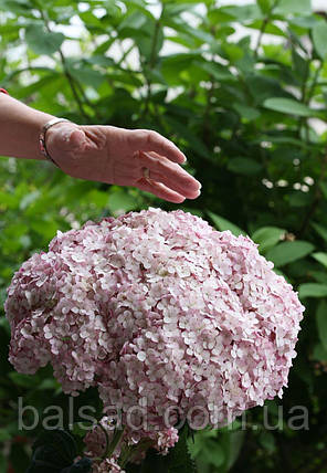 Гортензія Кендібел Маршмеллоу / Hydrangea Marshmallow, фото 4