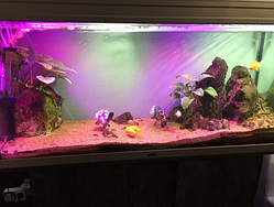 Світлодіодний фіто led 50w (22w) прожектор 50 ватів світильник повного спектра 50 Вт для рослин світлофіо лампа