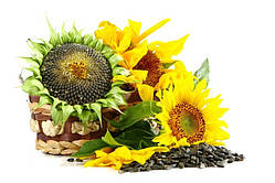 Мир гібрид соняшнику