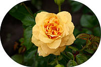 Троянди шраби