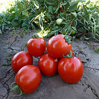 Насіння томату Асвон F1/Aswan F1, 5.000 насінин, Kitano Seeds