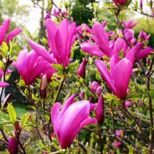 Магнолія гібридна Сюзан / h 20-30 / Magnolia hybrida Susan