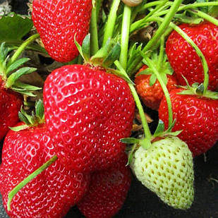 Саджанці полуниці (розсада) Луїза (Louise) - ремонтантна, транспортабельна, урожайна