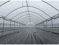 Теплиця як малий бізнес: особливості комерційного процесу