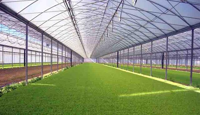 Промислова теплиця Теплиця під бізнес