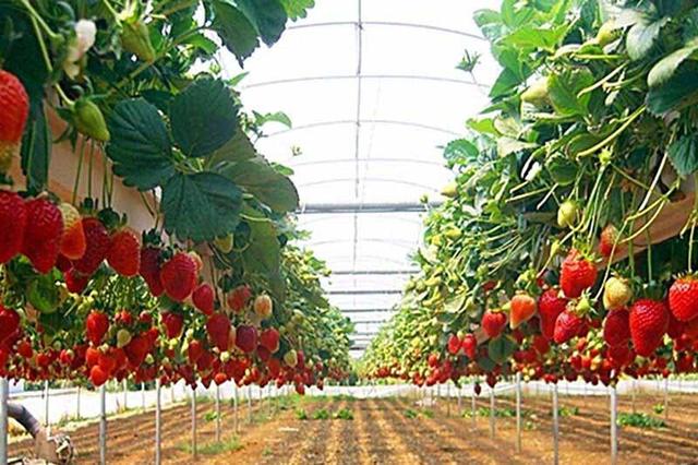 Вирощування полуниці в теплиці Полуниця у теплиці під плівку