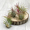 Тіландсія атмосферна Іонанта (Tillandsia Ionantha) mix, фото 6