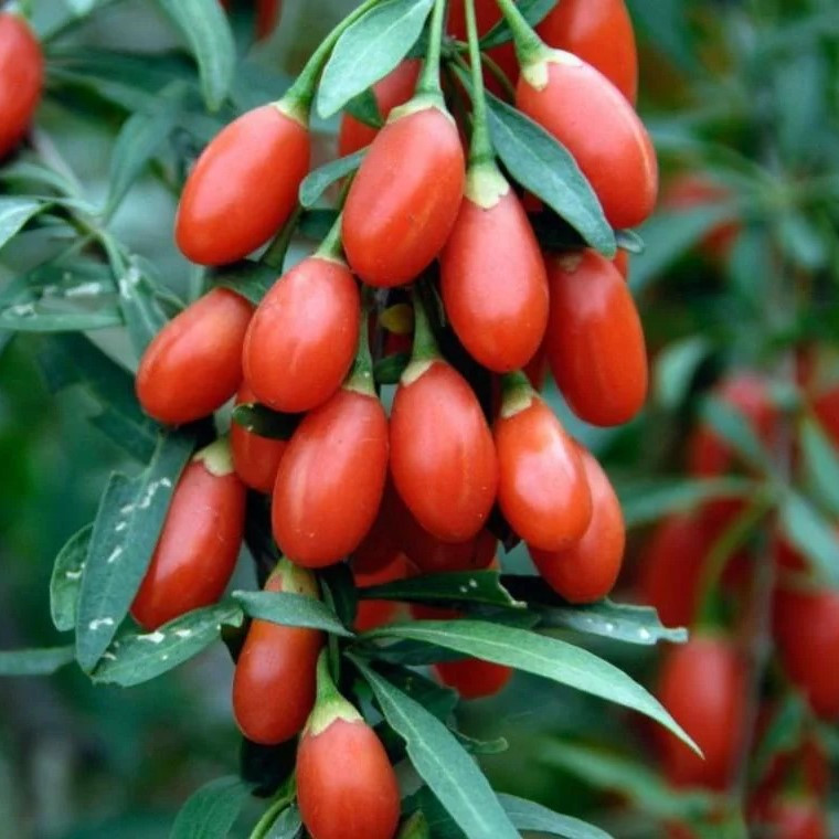 Саджанці Годжі Lycium Barbarum №1 - середня, червоно-помаранчева, солодка Р9