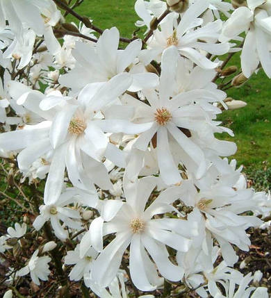 Магнолія зірчаста Роял Стар / Magnolia stellata Royal Star, фото 2