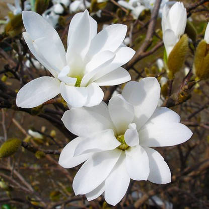 Магнолія зірчаста Роял Стар / Magnolia stellata Royal Star, фото 2