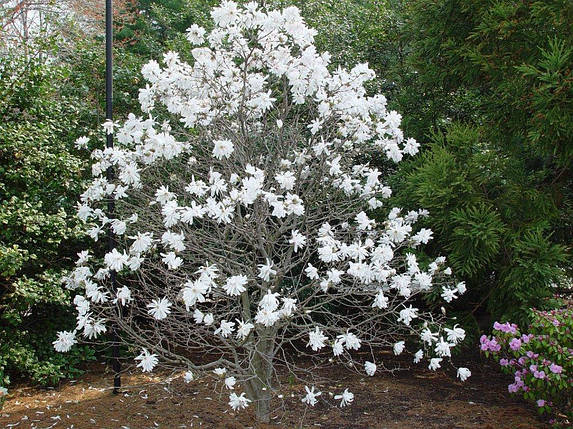 Магнолія зірчаста Роял Стар / Magnolia stellata Royal Star, фото 2