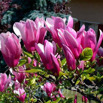 Магнолія Джордж Генрі Керн / h 20-30 / Magnolia George Henry Kern, фото 1