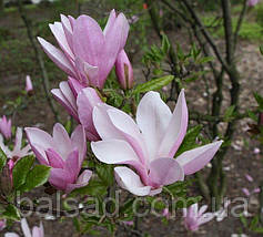 Магнолія Джордж Генрі Керн / h 20-30 / Magnolia George Henry Kern, фото 2