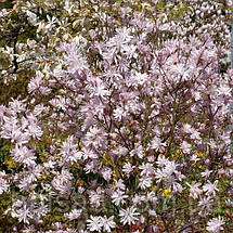 Магнолія Джордж Генрі Керн / h 20-30 / Magnolia George Henry Kern, фото 3