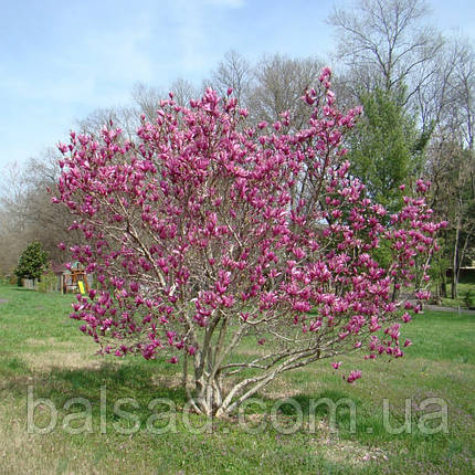 Магнолія Джордж Генрі Керн / h 20-30 / Magnolia George Henry Kern, фото 3